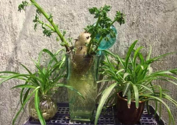 水培土豆种植方法步骤，土豆水培如何种植（水培4步操作到位）
