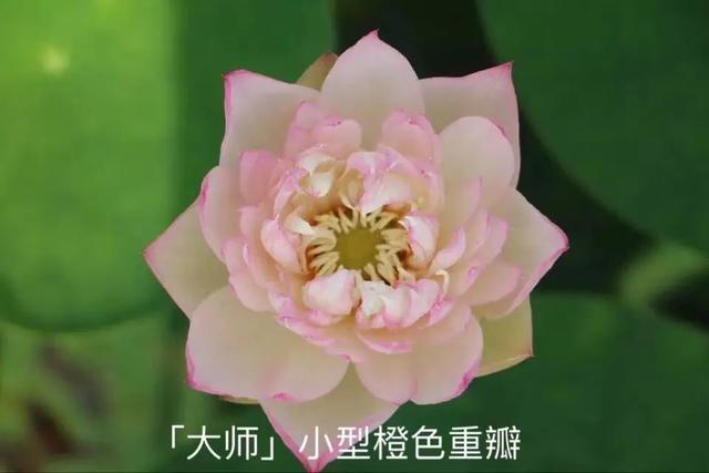 海尔芙拉的花期，海尔芙拉花苞（最能代表夏天的植物——碗莲、睡莲）