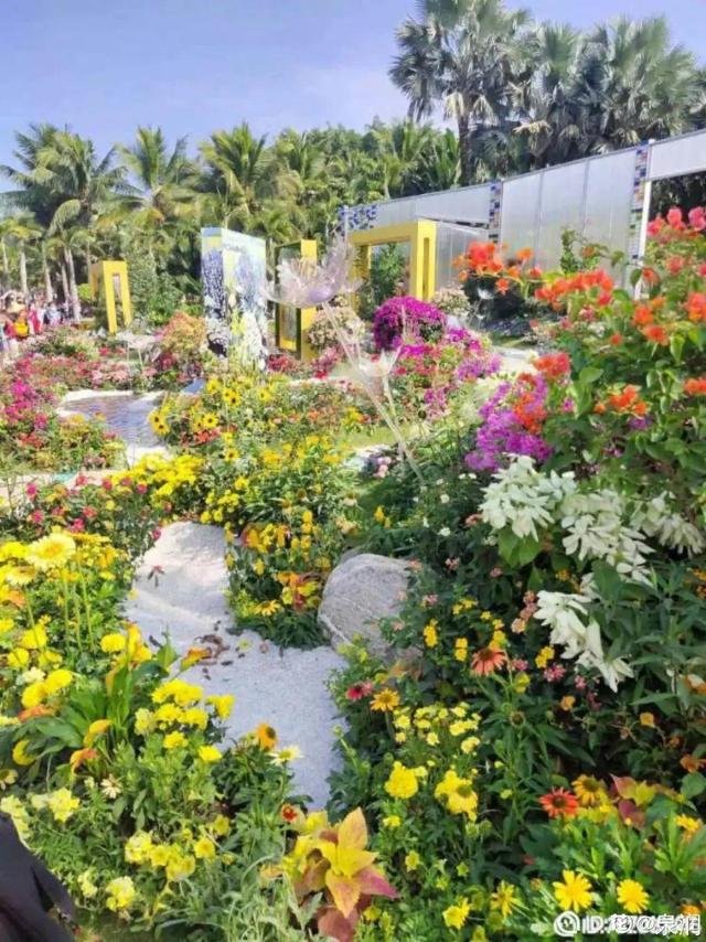 荷花有几种颜色，莲花有几种颜色分别是象征什么（1盆菊花售价1.2万）