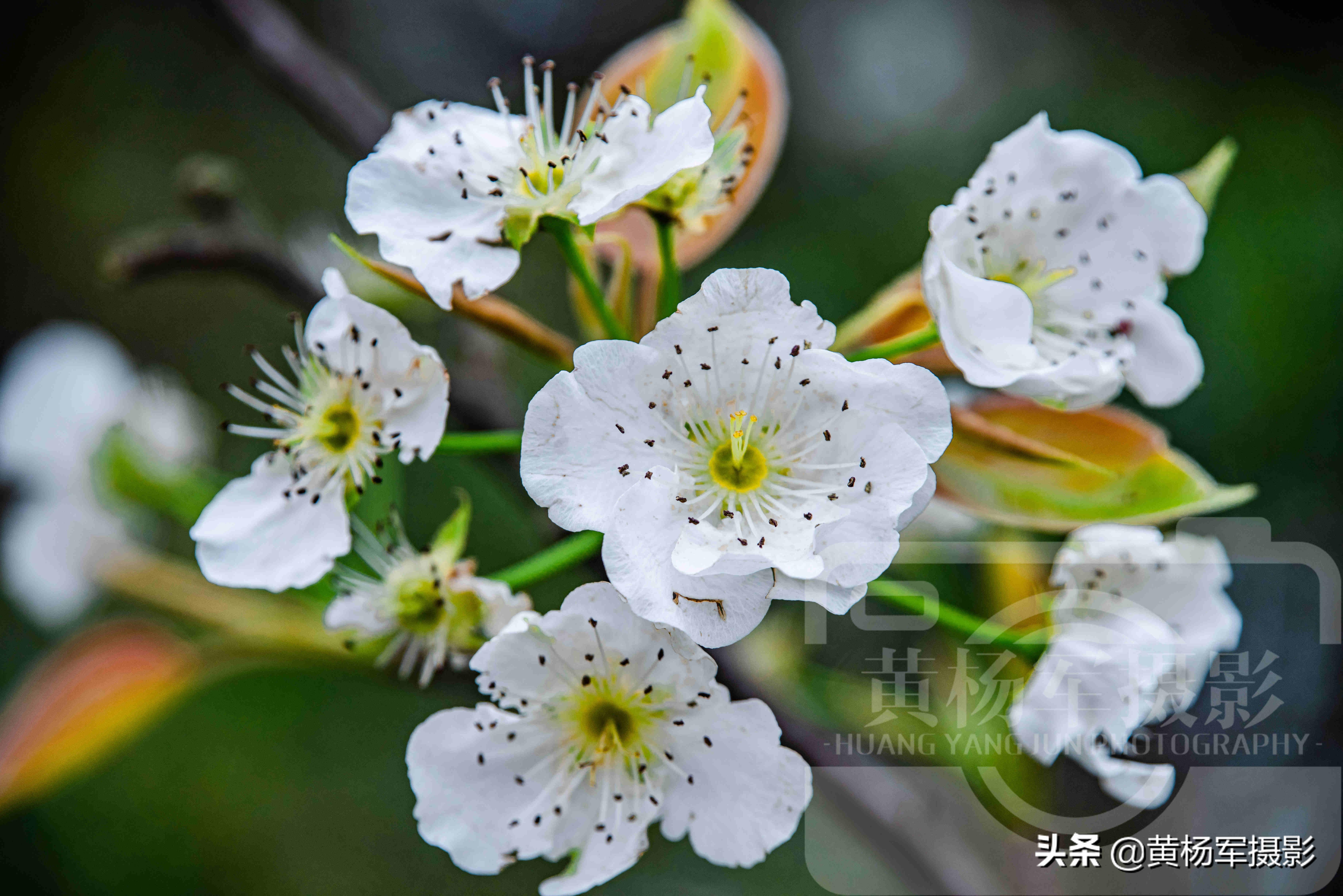 梨花是什么颜色(梨花开的花是什么颜色)插图