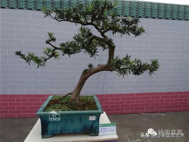 台湾罗汉松，飘逸优雅的海岛罗汉松盆景（台湾罗汉松的养殖方法和注意事项）