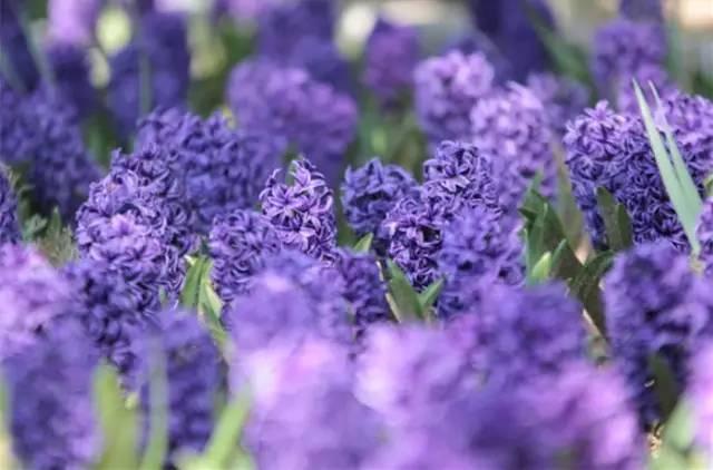 各种花的花语，各种花的花语爱情（史上最全花语大全）