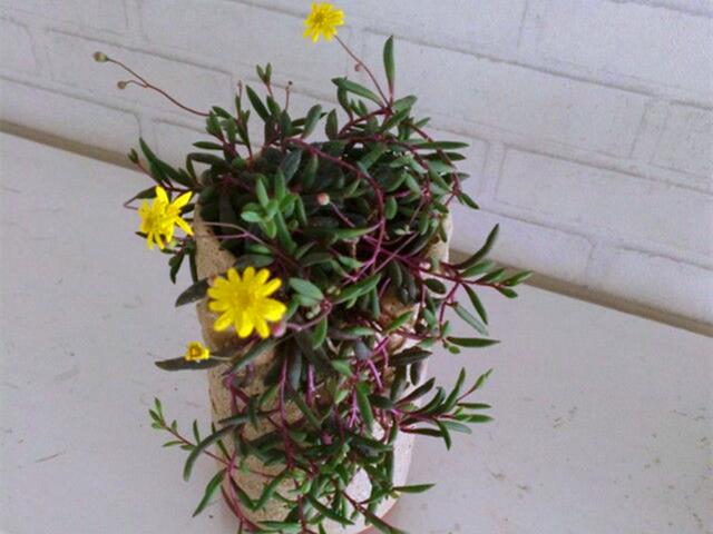 各种花的介绍资料，各种各样的花的介绍（花美叶也美的3种植物）