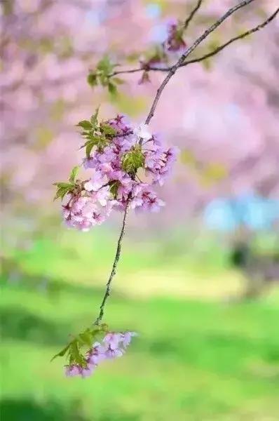 愿所有美好如期而至英文，expect怎么读（四月，愿所有美好如期而至）