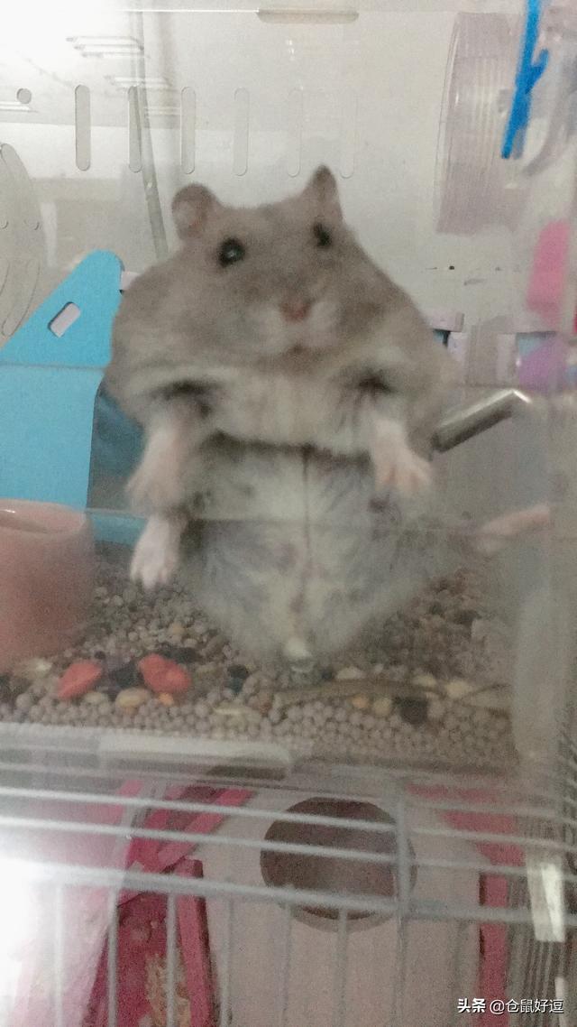 仓鼠可以吃瓜子吗，人吃的瓜子仓鼠能吃吗（小仓鼠应不应该多吃瓜子和面包虫呢）