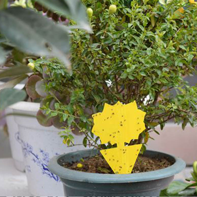 家里有虫子怎么办能除根，家里有虫子怎么除根（养花最怕遇到4种虫害）