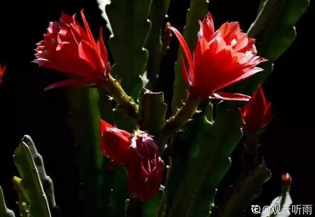 荷花的外貌特征，荷花的外貌特征怎么写（这花平时丑的没人看）
