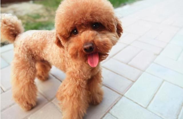 养泰迪的技巧，泰迪饲养的六个方面