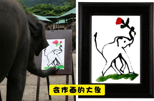 什么动物会画画，雪地里的小画家还有哪些动物会画画（7个能够创造画作的动物“艺术家”）