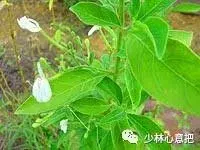 白牛胆的功效与作用，白牛胆的功效与作用禁忌（中药图片大全与功效）