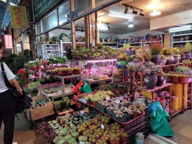 荷花最好看的品种是什么，这花最好看、最好养