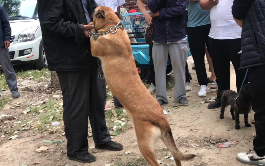 山东小马犬多少钱 山东马犬幼犬价格