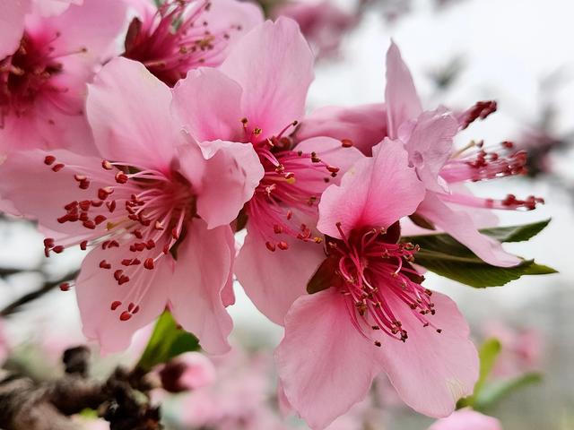 烂漫无比的造句有哪些，用山花烂漫造句（满树和娇烂漫红）