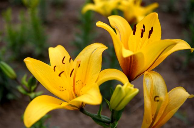 百合的花语是什么，百合花花语是什么（爱情、亲情、友情以及财富）