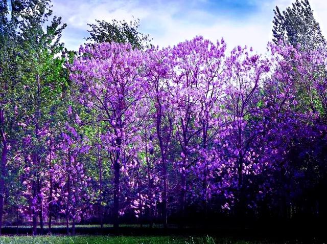 泡桐花（泡桐花花语，泡桐花～紫瓣黄蕊胭脂韵（泡桐花花语是什么）