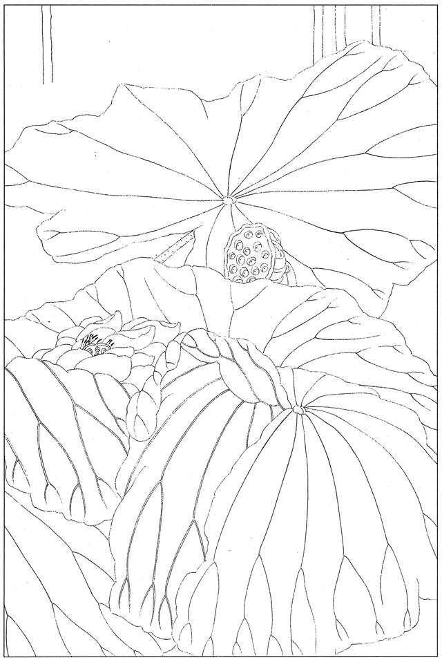 工笔荷花白描，高清工笔荷花白描 110幅