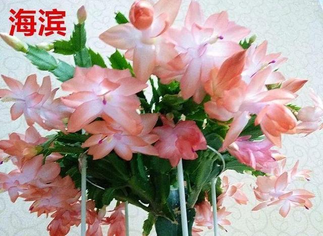 蟹爪兰图片，蟹爪兰你不知道的品种（蟹爪兰支架图片大全）