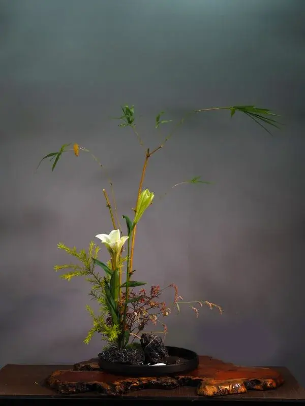 还来就菊花的上一句，还来就菊花的上一句诗是什么（待到重阳日，还来就菊花）