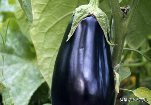 孕妇可以吃黄花菜吗，孕妇能吃黄花菜吗（遇到这四类蔬菜）