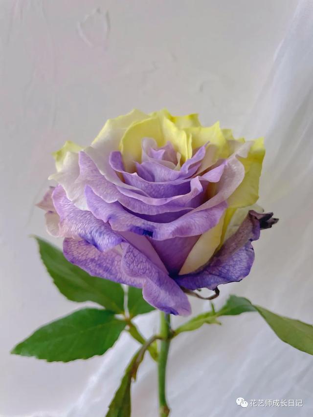 厄瓜多尔玫瑰是染色吗，厄瓜多尔玫瑰是染色吗为什么