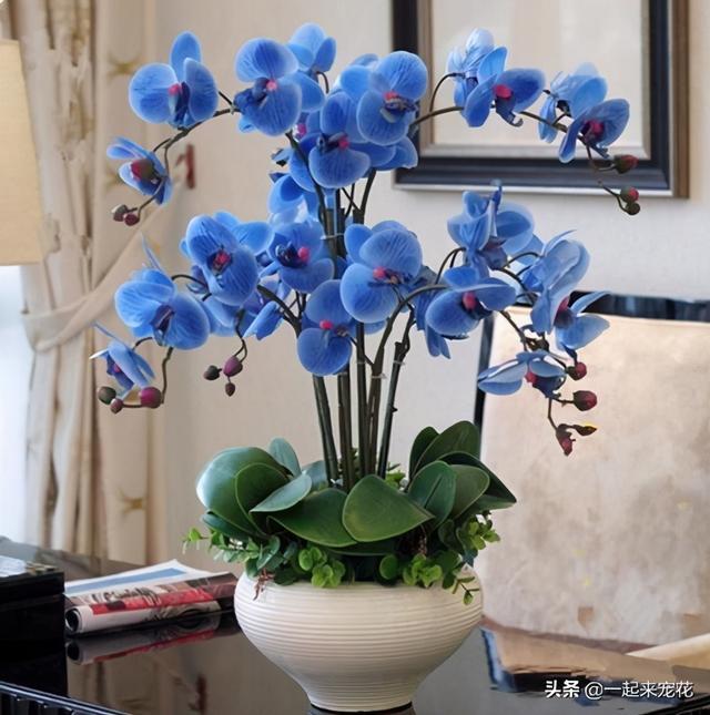 蝴蝶兰开完花后怎么处理方法，蝴蝶兰开花后怎么处理（年年都能绽放群兰）