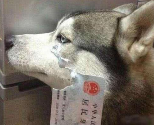 阿拉斯加犬和哈士奇，阿拉斯加犬和哈士奇的区别（为什么劝你养“哈士奇”）