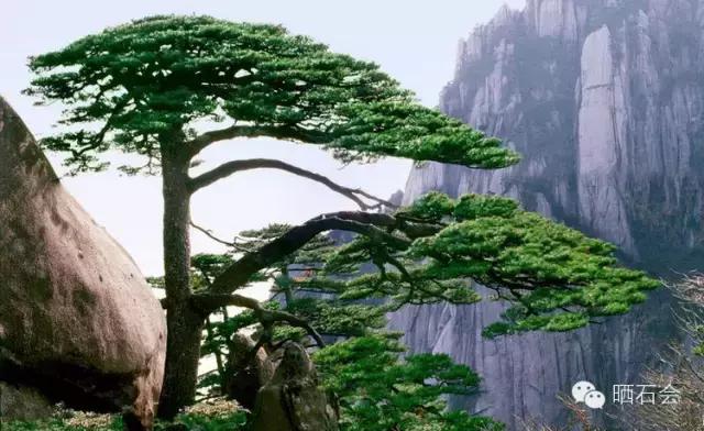 中国十大稀有珍贵名木，中国十大珍贵树种有哪些（中国十大千年古树欣赏）