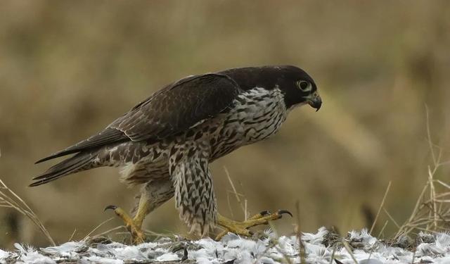 隼是什么鸟，生物演化史上的速度巅峰（隼是什么鸟吃什么食物）