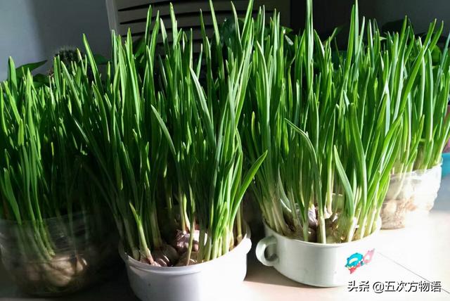 小葱和大葱的区别，小葱和大葱的区别有哪些（国内葱属蔬菜大全，你认识几个）