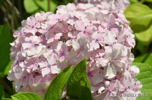 菜籽饼绝密配方，菜籽饼菜籽饼（养绣球要学会这种配土方法）