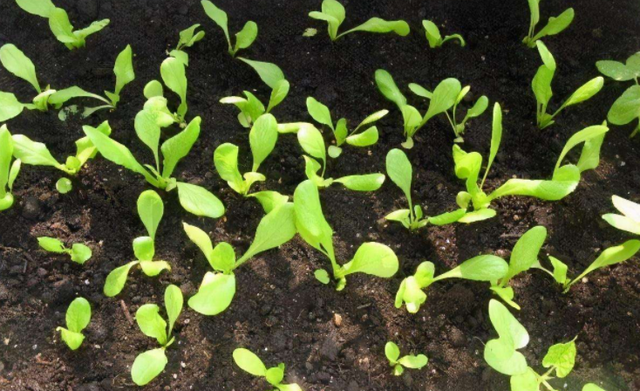 植物营养液配方，植物营养液的配置方法（将这8样\