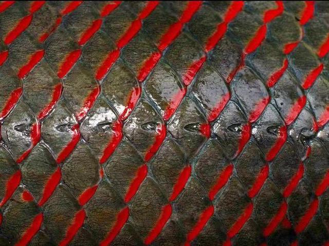 巨骨舌鱼可以养吗，巨骨舌鱼好养吗（从一亿年前游来的观赏鱼）