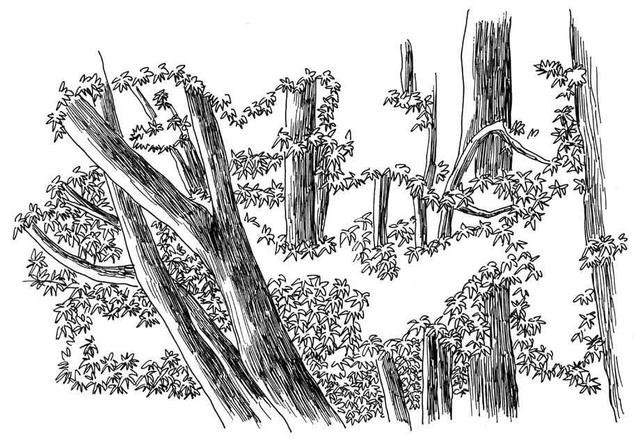 小树简笔画怎么画，小树的简笔画怎么画（教你三种常见树木画法）