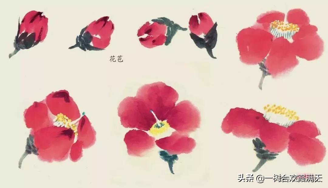 山茶花水粉画步骤，一步一步教我画山茶花水粉教程