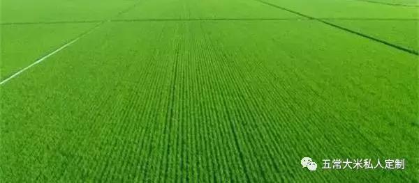 贡米是什么米，贡米是哪里出产的（你知道五常大米为什么称之为“贡米”吗）