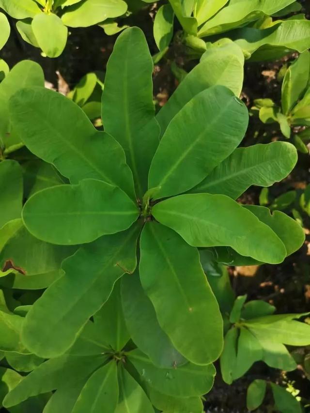 虎刺梅，你会养这种浑身带刺的植物么（虎刺梅怎么扦插）