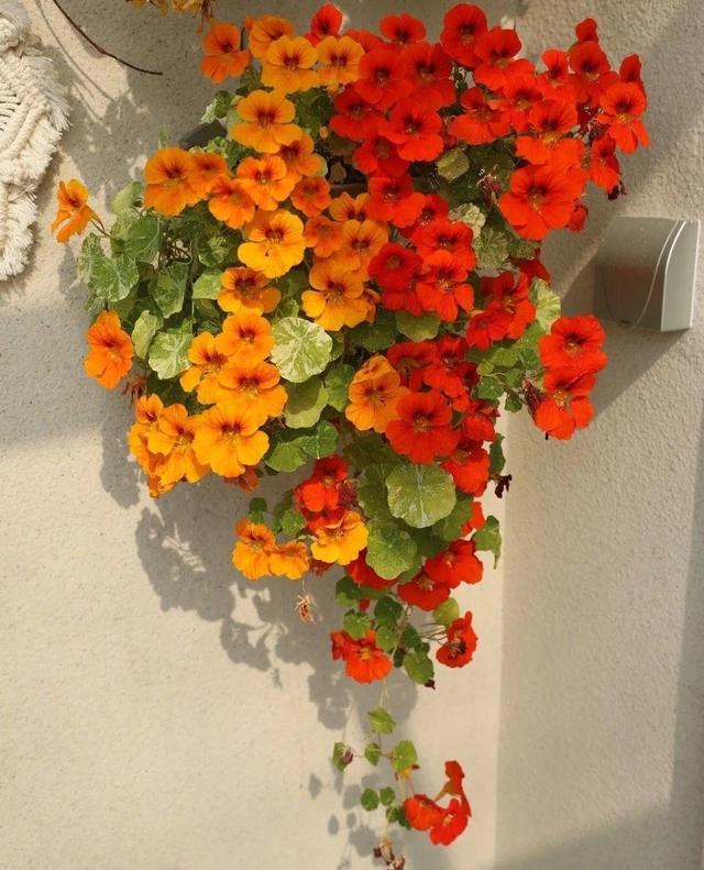 荷花怎么种家庭种植，荷花怎么种植（记住这2点）