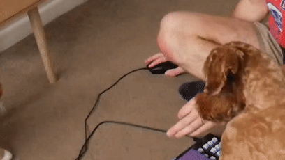 我的世界狗怎么驯服，网友教自家狗子玩《我的世界》