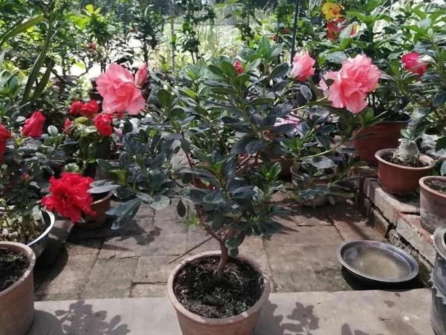 如何养好比利时杜鹃，如何养好比利时杜鹃品种（经验少的朋友别入“坑”）