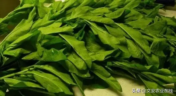 野荞麦根和乌鸡蛋煮，野荞麦根和乌鸡蛋煮水的功效（农业科普：53种野菜）