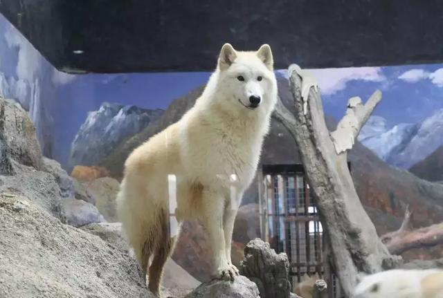 西安海洋馆，一天玩转曲江海洋公园的攻略现在才知道（西安海洋馆作文）