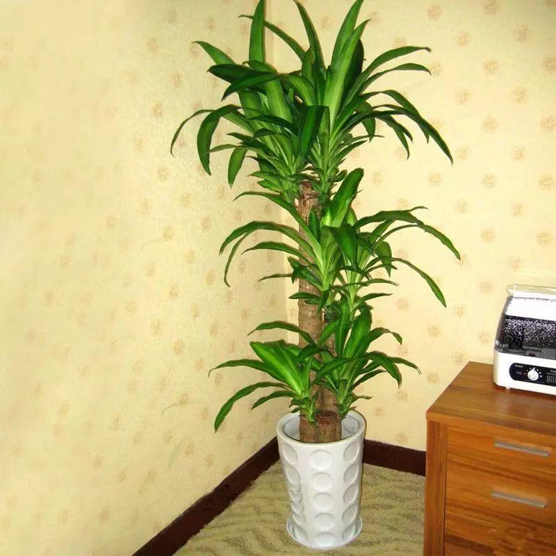 散尾葵摆放室内风水(客厅养散尾葵)-柯彬网