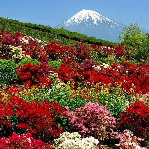 花景生多云讲什么，花景生（漫山遍野的鲜花，满眼春光）