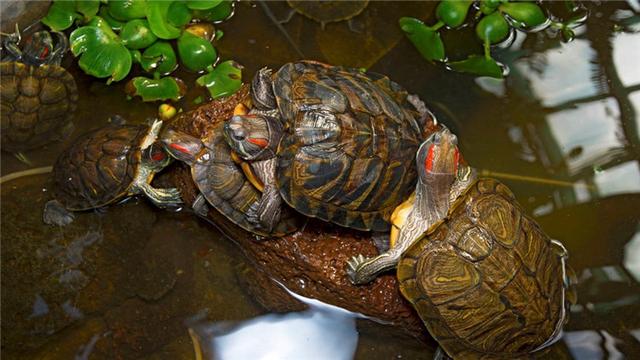 乌龟为什么不吃东西，夏天乌龟为什么会不吃东西（乌龟不吃东西怎么办）