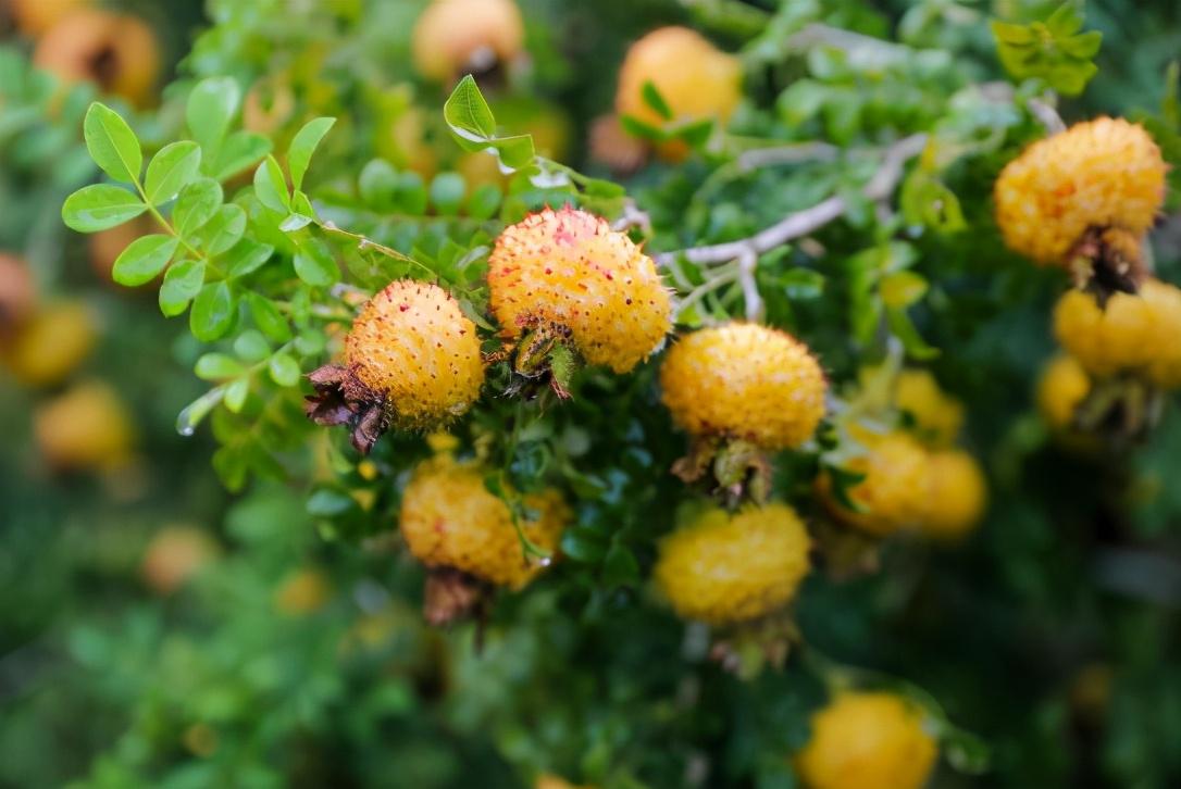 刺果茶藨子的价值参考