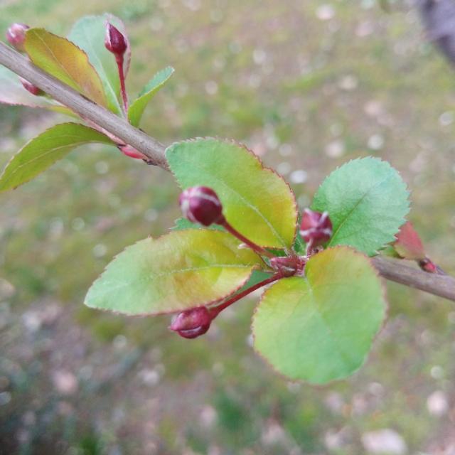 春天在什么在什么在什么上仿写，春天在什么在什么在什么上的仿写句子有哪些（跟着朱自清的美《春》写出我们精彩的《秋》）