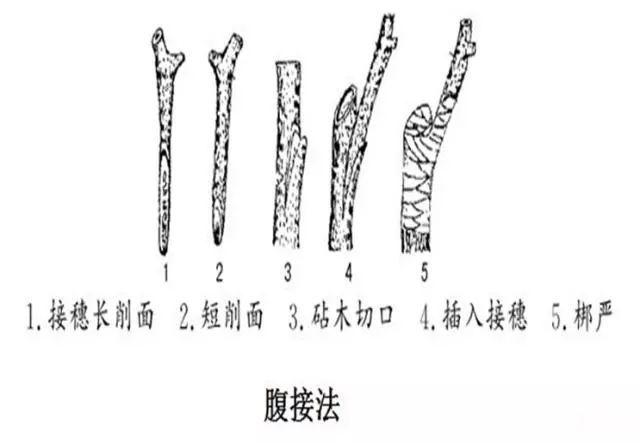 主要的嫁接方法，嫁接的组成是什么（枣树嫁接技术一目了然）