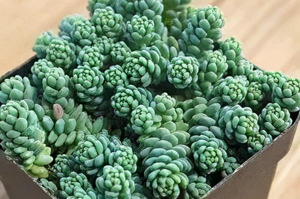 多肉十大美人系列，十大漂亮多肉（盘点盘点多肉界的“美人”们）