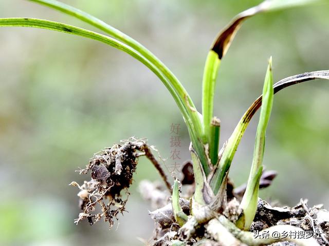 兰花黑斑病图片，兰花常见虫害和防治方法（兰花叶片的4种黑斑）