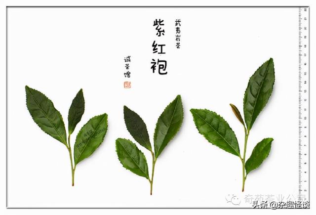 盘点中国十大名茶，你喜欢的那款茶，是否在其中？